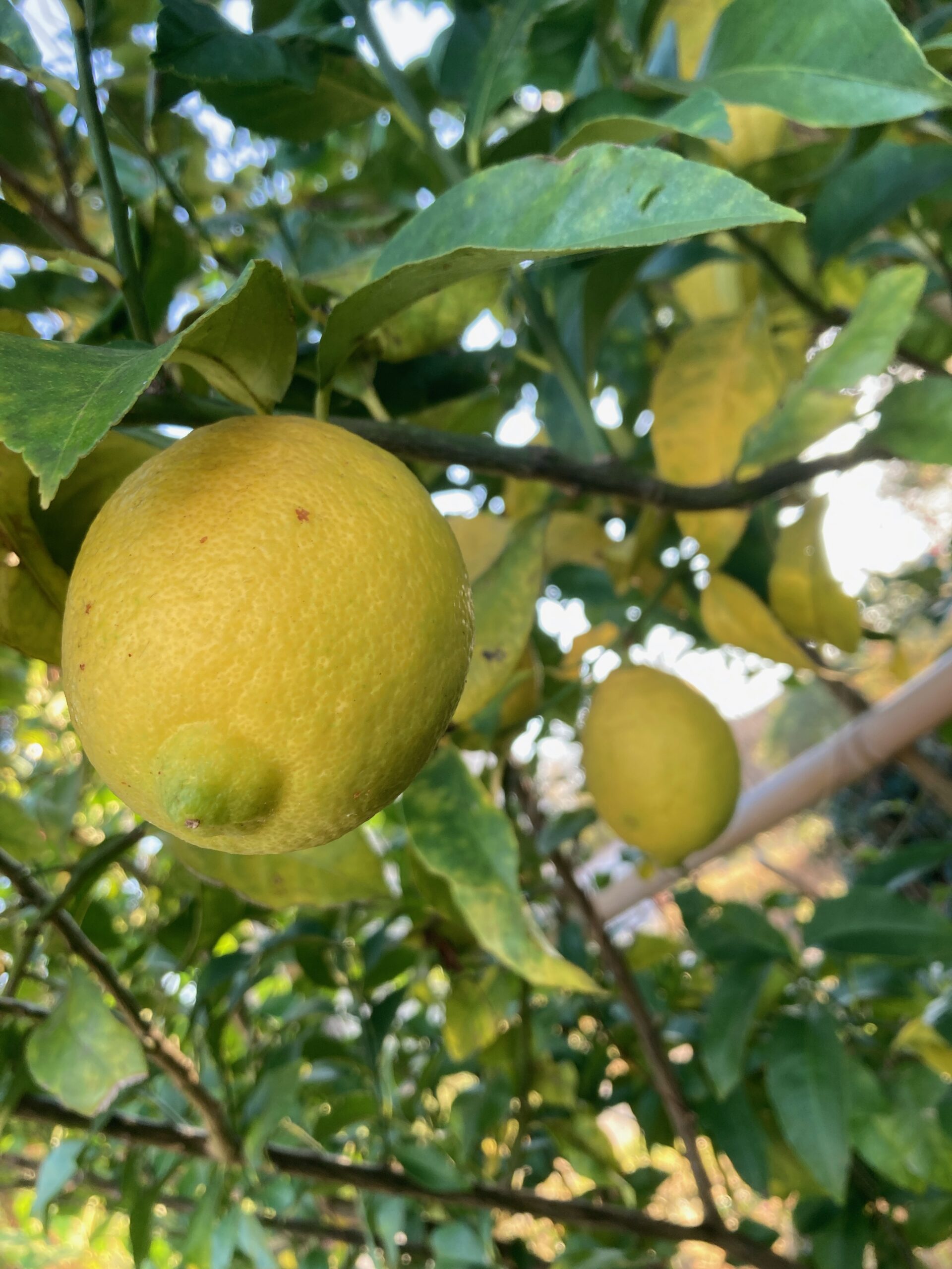 船小屋荘で育ったレモンを収穫しました