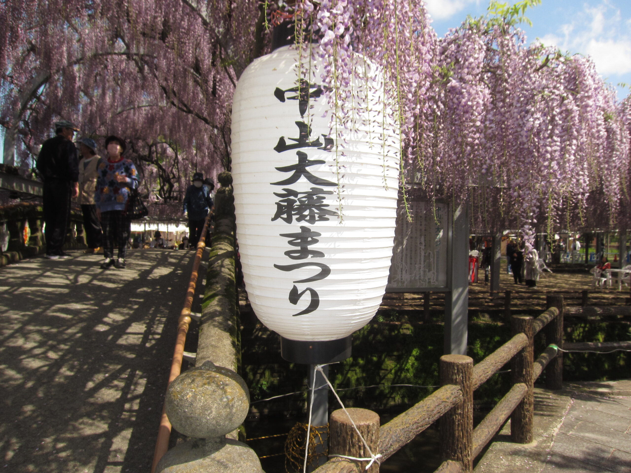 柳川市「中山大藤まつり」