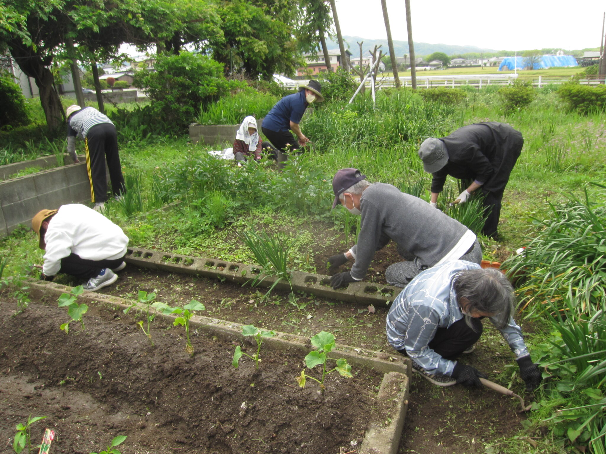 介護施設の入居者による庭での野菜作り・ガーデニング活動風景。複数の高齢者が一緒に園芸作業を行っている。